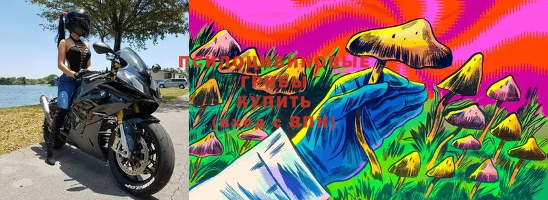 Псилоцибиновые грибы Magic Shrooms  hydra рабочий сайт  Билибино 